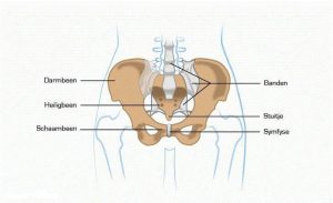 SI-gewrichten heiligbeen/bekkenhelften podotherapie wijchen