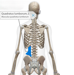 Functioneel beenlengteverschil ; m.quadratus lumborum; spier onderrug